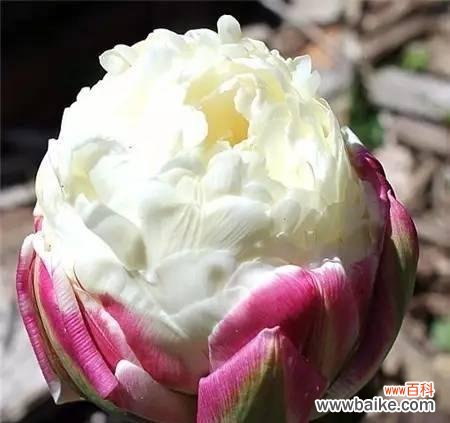 探寻高贵花卉的优雅魅力 高贵花之美——映射尊贵与典雅