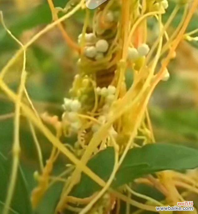 揭示菟丝花的花语与文化内涵 菟丝花的意义与象征