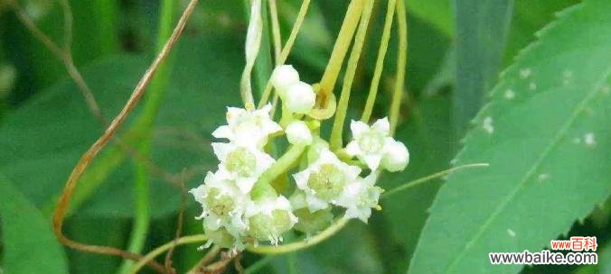 揭示菟丝花的花语与文化内涵 菟丝花的意义与象征