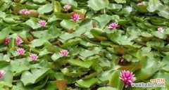 探索碗莲的独特内涵与美丽 碗莲的花语