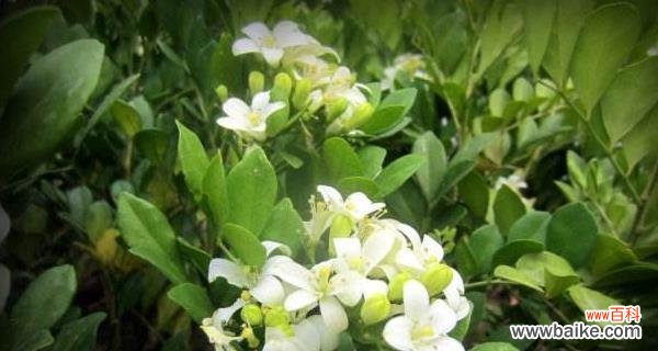 传递爱与持久之美的花朵——晚香玉 晚香玉花语的意义与象征