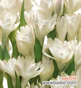 传递爱与持久之美的花朵——晚香玉 晚香玉花语的意义与象征