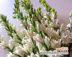 探秘晚香玉的花语之美，感受芳馨的力量 晚香玉花语之美——与芳馨共舞