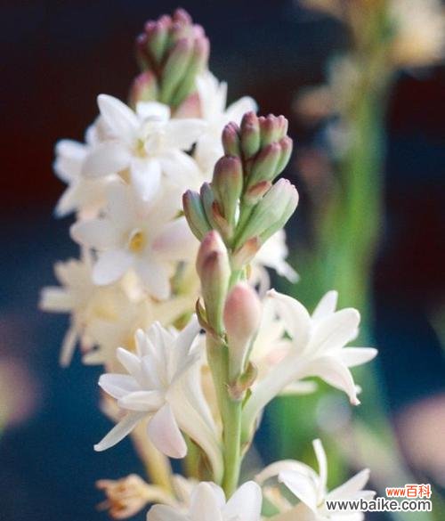 探秘晚香玉的花语之美，感受芳馨的力量 晚香玉花语之美——与芳馨共舞