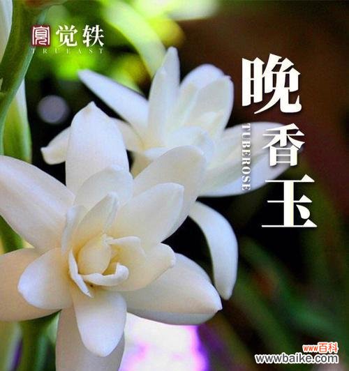 探秘晚香玉的花语之美，感受芳馨的力量 晚香玉花语之美——与芳馨共舞