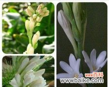 传承传统美学与情感寄托，晚香玉花语温暖心灵 晚香玉花语