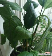 揭示万年青开花所蕴含的吉祥象征与预兆 万年青开花的寓意与兆头