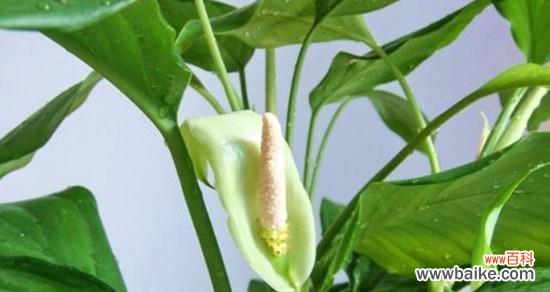 探索生命的坚韧与永恒 以万年青的寓意和象征