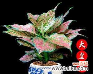 探索万年青的深层含义与美学魅力 万年青的象征意义与美学价值