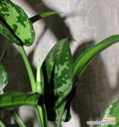 探索万年青的深层含义与美学魅力 万年青的象征意义与美学价值