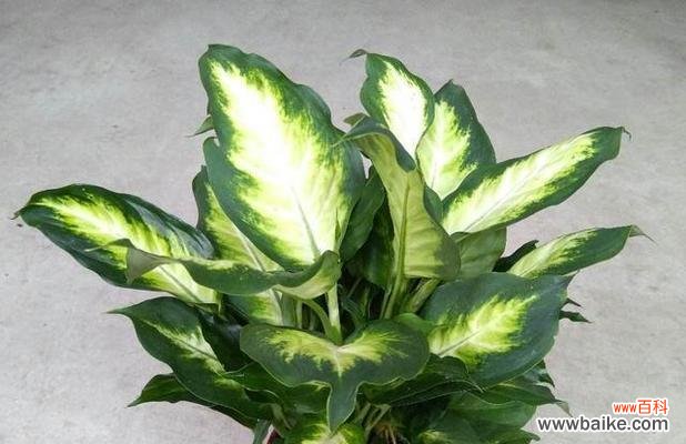 探索万年青的深层含义与美学魅力 万年青的象征意义与美学价值