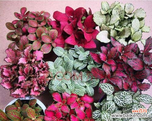 探寻网纹草的深层内涵与美丽 网纹草的花语与象征意义