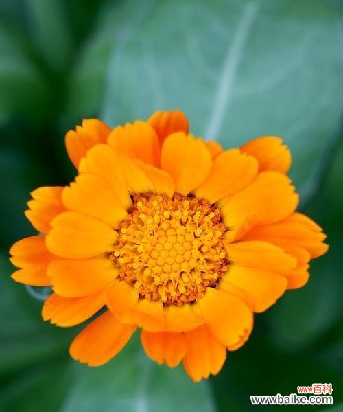 揭开万寿菊花的神秘面纱，品味生命与长寿的寓意 万寿菊花语之秘