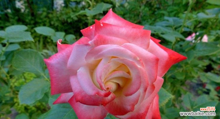 探索粉色玫瑰花的浪漫 粉色玫瑰花的寓意及象征意义