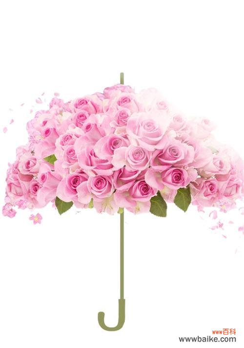 探索粉色玫瑰花的浪漫 粉色玫瑰花的寓意及象征意义