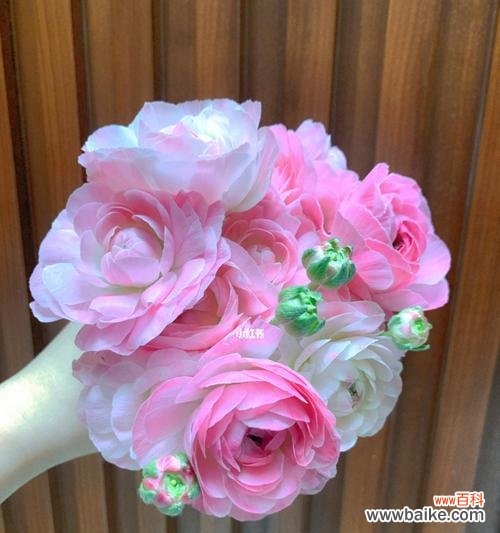 探寻粉色牡丹花的寓意与象征意义 粉色牡丹花的寓意与意义