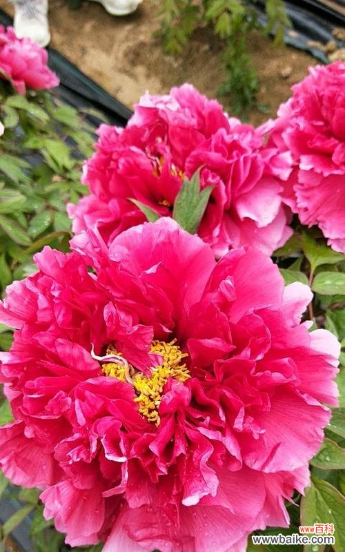 探寻粉色牡丹花的寓意与象征意义 粉色牡丹花的寓意与意义