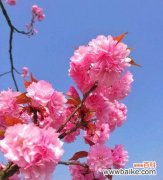揭秘樱花花语的深层意义 浪漫如樱，粉色樱花花语的含义