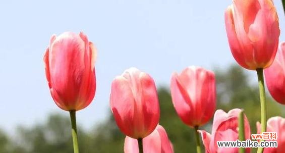 以色彩传递情感 粉色郁金香花语