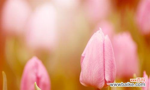 传递爱与温暖的粉色花朵 粉色郁金香的花语与寓意