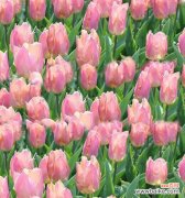 传递爱与温暖的粉色花朵 粉色郁金香的花语与寓意