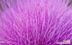 探寻粉色紫罗兰的神秘花语 粉色紫罗兰的花语