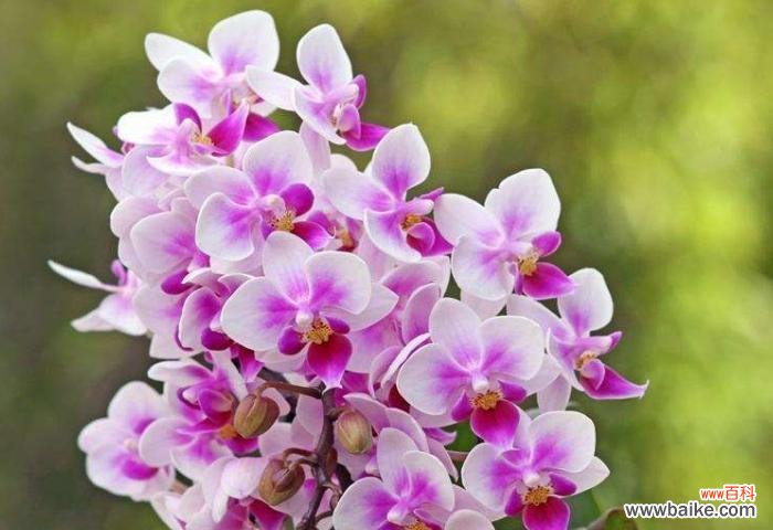 探寻粉色紫罗兰的神秘花语 粉色紫罗兰的花语