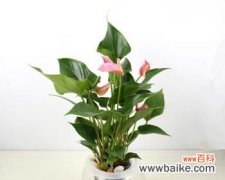 探寻中国文化中粉掌的象征意义 以粉掌的代表意思解析