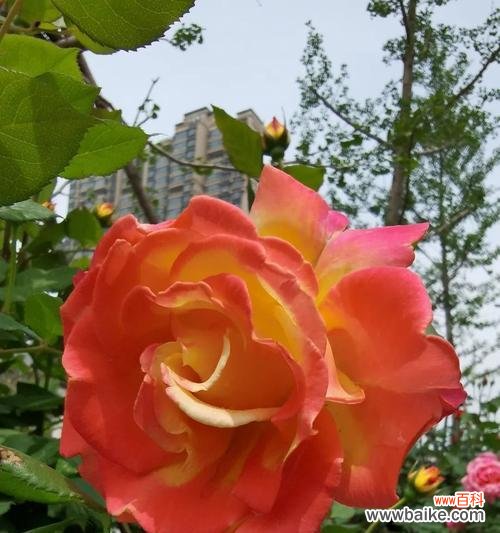 演绎情感的芬芳之语 盛放绚烂的丰花月季花语