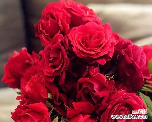 解读丰花月季的内涵 丰花月季的象征意义及魅力