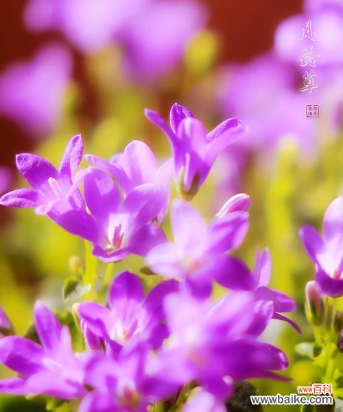 风铃草的五彩花海 探寻风铃草的花语之不同颜色花朵的意义