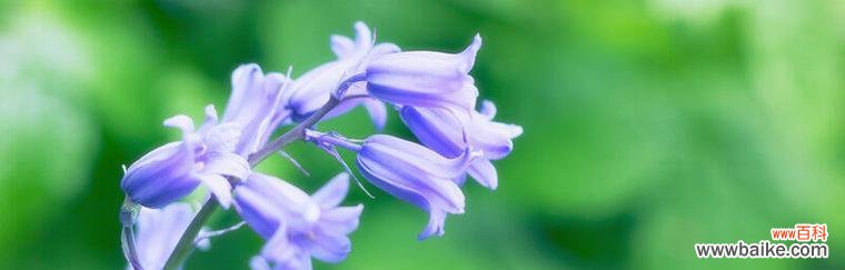 风铃草的五彩花海 探寻风铃草的花语之不同颜色花朵的意义