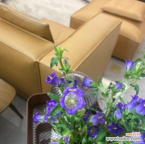 解读风铃草的寓意与象征 风铃草之美——寓意和象征