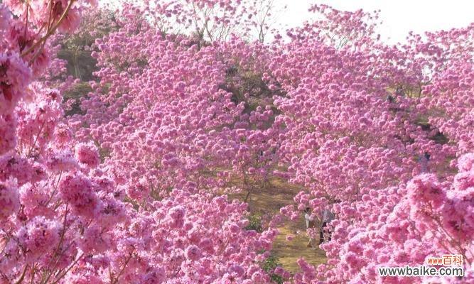 风铃——美丽的艺术品与祝福的使者 风铃的花语-传递美好和祝福