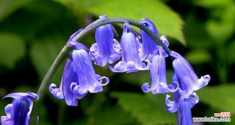 探寻风铃草的心灵之音 风铃草的花语与寓意