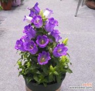 探寻风铃草的心灵之音 风铃草的花语与寓意