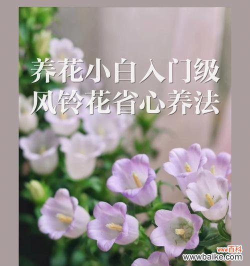 以不同颜色风铃花解读心灵的情感世界 花语缤纷,风铃花的意义与传承