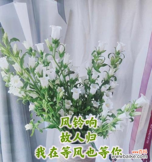 以不同颜色风铃花解读心灵的情感世界 花语缤纷,风铃花的意义与传承