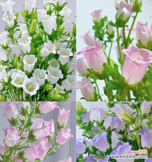 以不同颜色风铃花解读心灵的情感世界 花语缤纷,风铃花的意义与传承