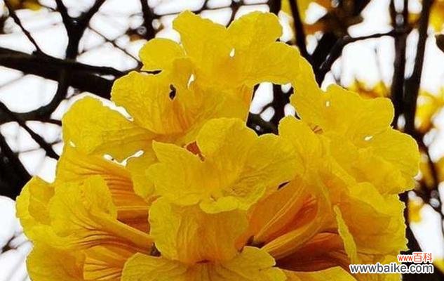 风铃花的象征意义及美丽传说 风铃花