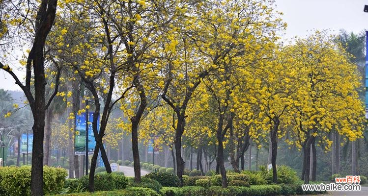 在风铃花轻柔的吟唱中感受生命的美妙 风铃花