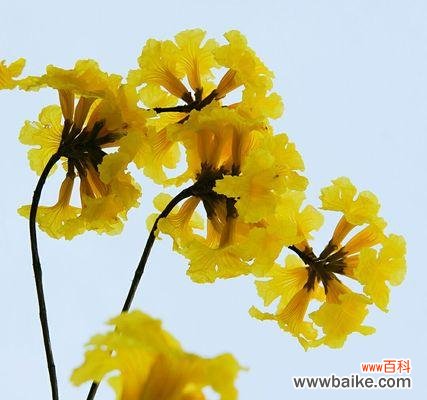 在风铃花轻柔的吟唱中感受生命的美妙 风铃花