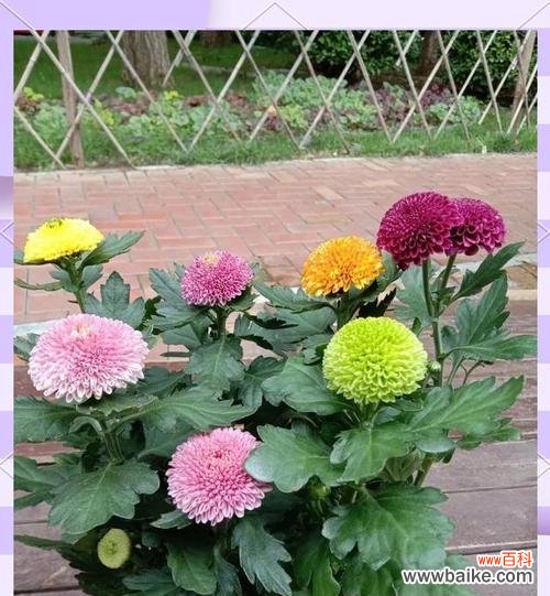 哪种花寓意着爱情的圆满与长久？