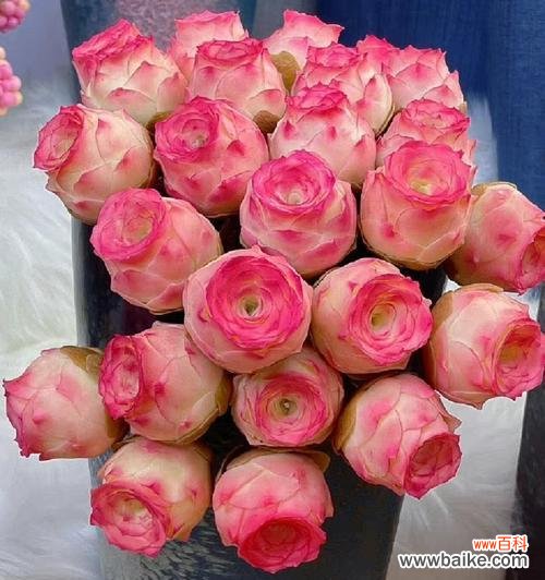 七夕送粉色玫瑰花代表什么？粉色玫瑰花的花语有哪些？