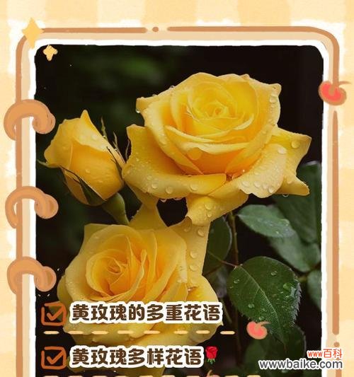 永生花的黄色的含义是什么？