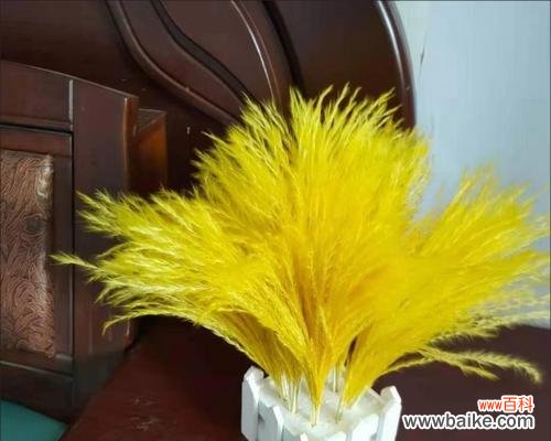 永生花的黄色的含义是什么？