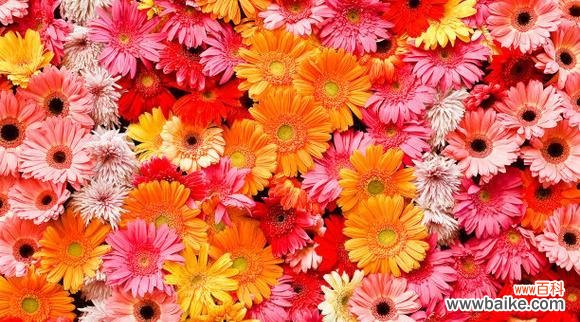 红色金盏花的寓意是什么?金盏花有哪些不同的颜色和含义?