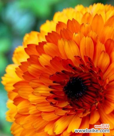 红色金盏花的寓意是什么?金盏花有哪些不同的颜色和含义?