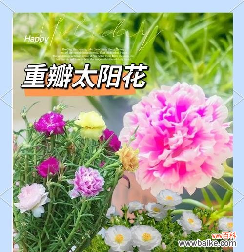 粉色太阳花寓意着什么？