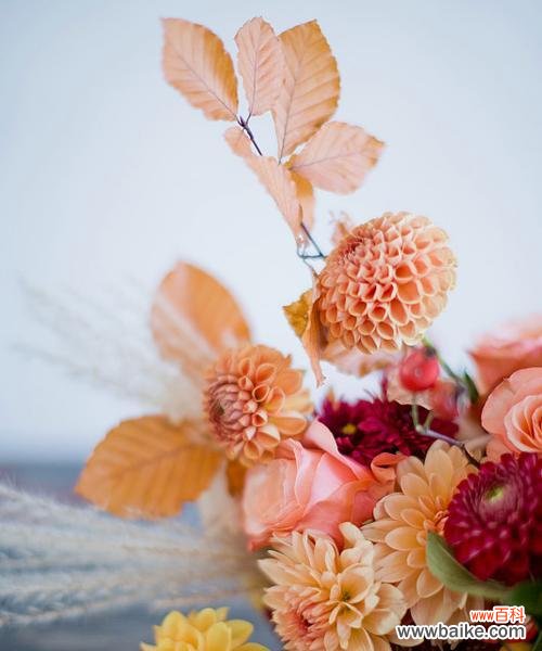 朋友送的橘红色的花寓意是什么？橘红色花代表什么？